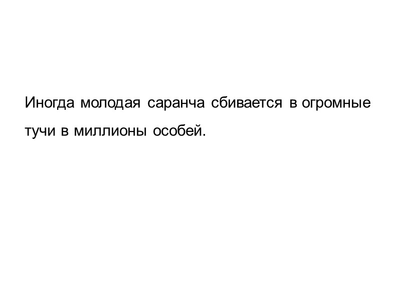 Иногда молодая саранча сбивается в огромные  тучи в миллионы особей.